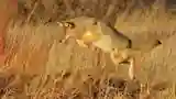INVISBLE DEMONS
