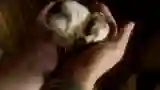 Pet On The Menu